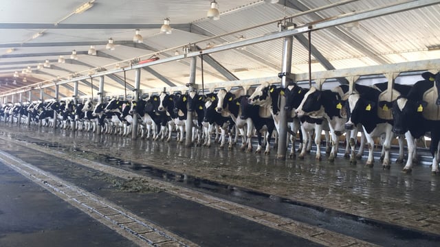 Pics: Milking 22,500 cows in the Saudi Arabian desert