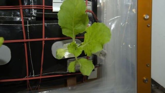 Astronauts have grown cabbage on the International Space Station