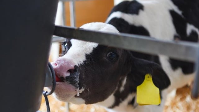 Bord Bia issues calf welfare update to dairy farmers