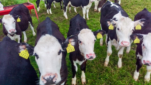 Compulsory tag levy for farmers on the horizon