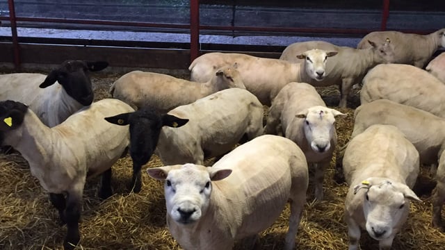 Discounted sheep genotyping available to pedigree breeders
