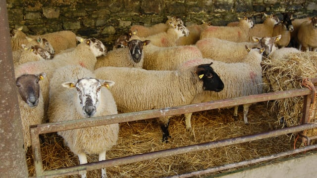 Sheep Welfare Scheme application deadline extended