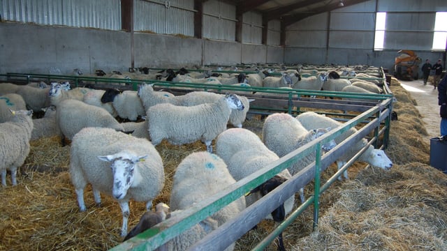 Soya Bean Meal - the go to protein for ewes in late pregnancy
