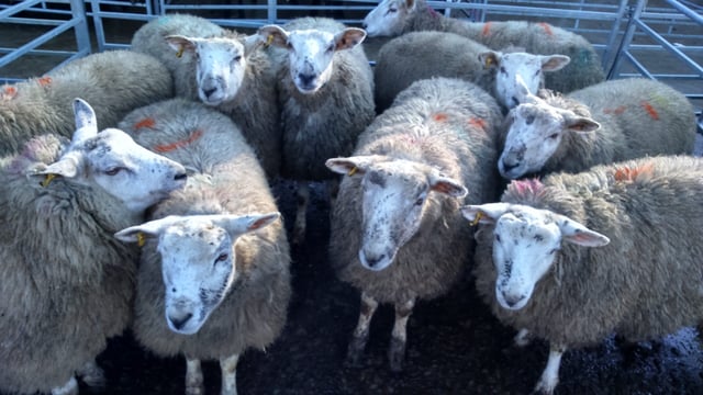 Ireland only 'scratching the surface' on live sheep export potential