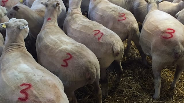 Late pregnancy nutrition: Have you tested your silage?