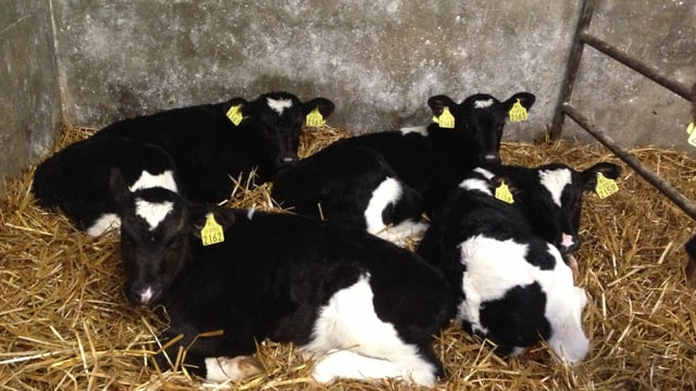 Dairy beef: Where should you source your calves?