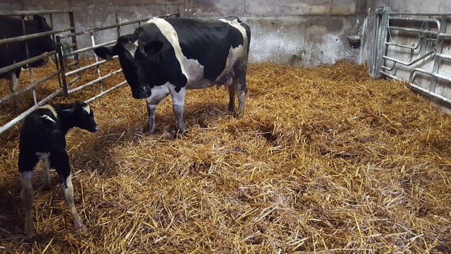The calving season can be a busy and stressful time of the year on farms