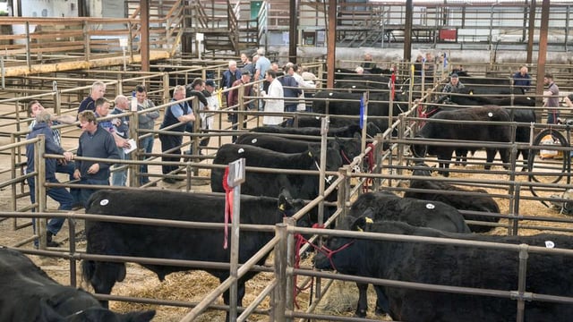 42 Angus bulls to be sold in the heart of dairy country