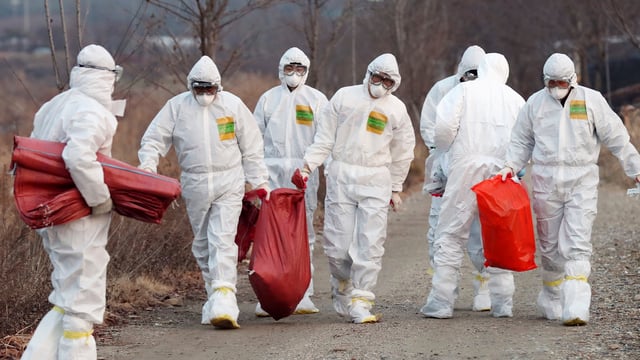 Over 80 bird flu cases in UK and Ireland since start of outbreak