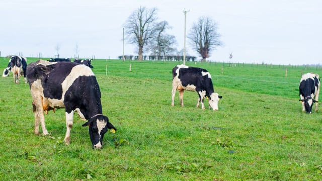 Video: ABCD robotic grazing put to the test under Irish conditions