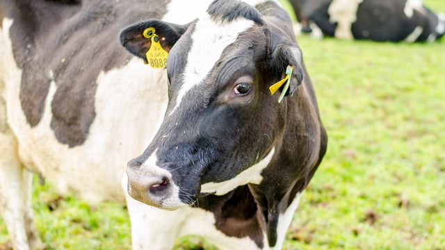 Video: Using on-off grazing to get cows out to grass