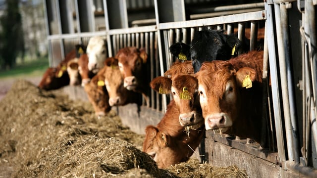 'Rip roaring' mart trade for beef anticipated