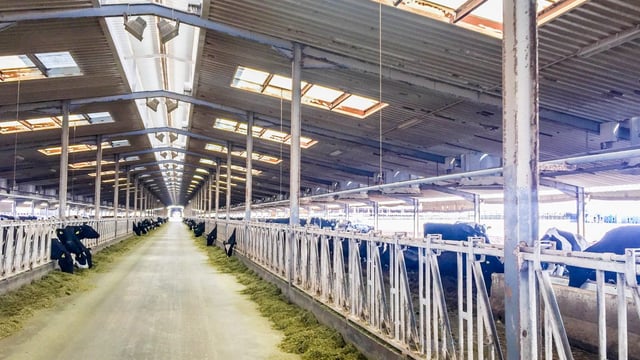 Video: The dairy farm in the desert producing 11 litres of milk every second