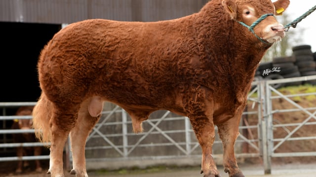 Pics: Spring 2017 Gene Ireland bull team rolled out