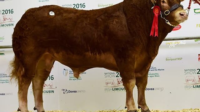 Wilodge Tonka son tops Limousin Society sale