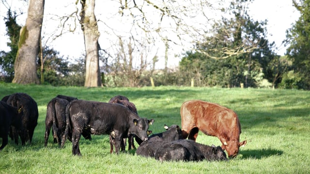 Contentious issues remain on eradicating Bovine TB