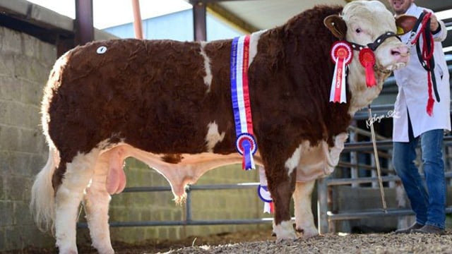 'Go Go Dancer' fetches €8,700 at Simmental Premier Sale