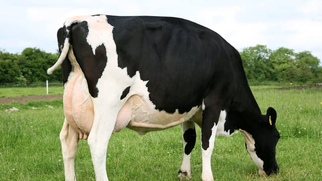 Top livestock and forestry producers in the country revealed at RDS Awards