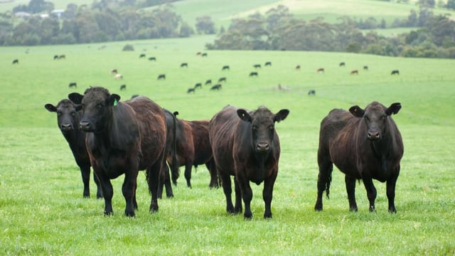 Students promote Irish Angus in the hope of winning 5 calves