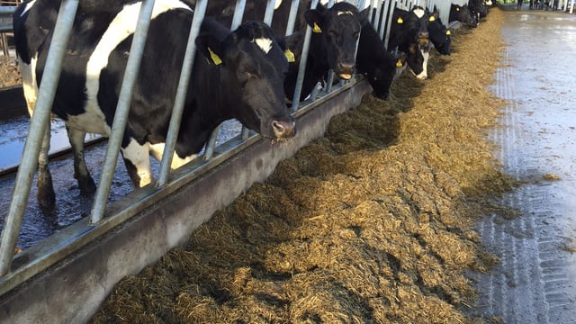 Up to 50% forage deficit reported in north-west region