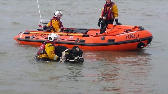Video: Cattle rescued from the sea after 15m cliff fall
