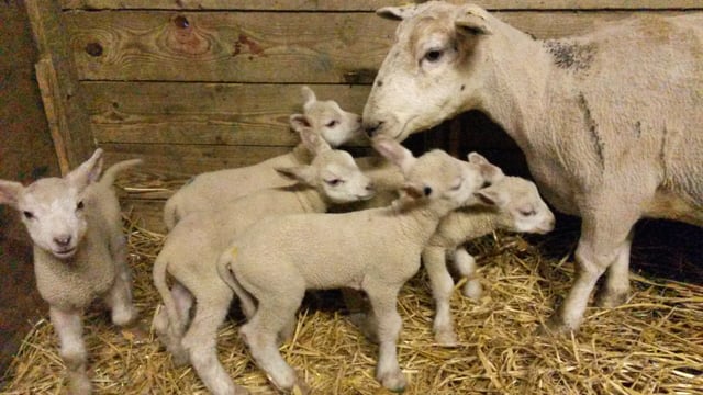 6 sets of quintuplet lambs born on one lucky Offaly farm