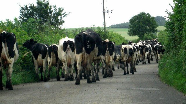 Map: TB blackspots identified as 2,849 cattle test positive