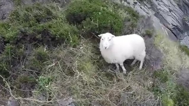 Video: Sheep rescued from cliff face after being chased by dog