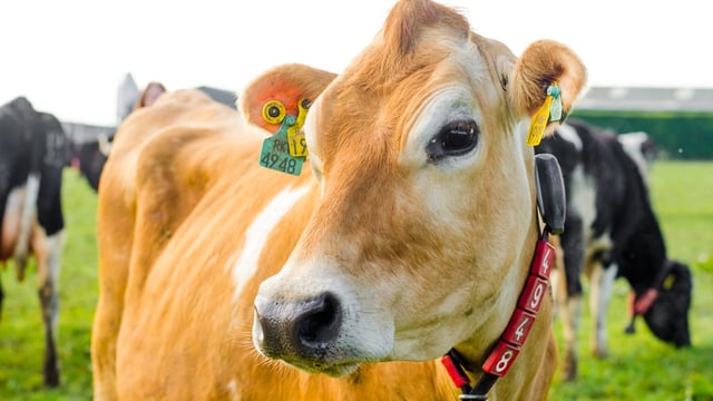 Chinese dairy imports to increase by 20% in 2017