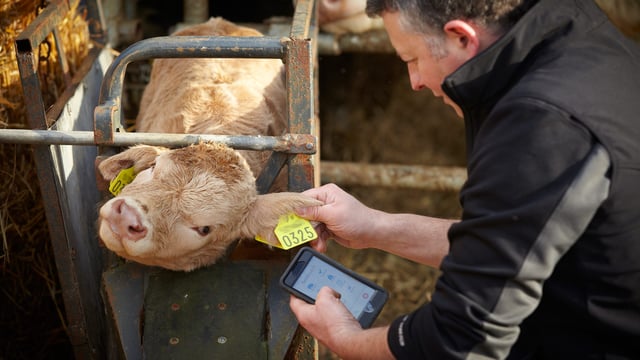 Herdwatch underlines NI presence with trip to Winter Fair