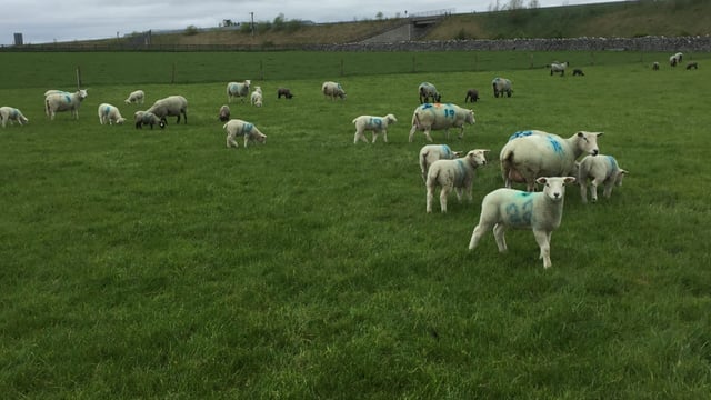 New Zealand genetics delivering the goods in Athenry