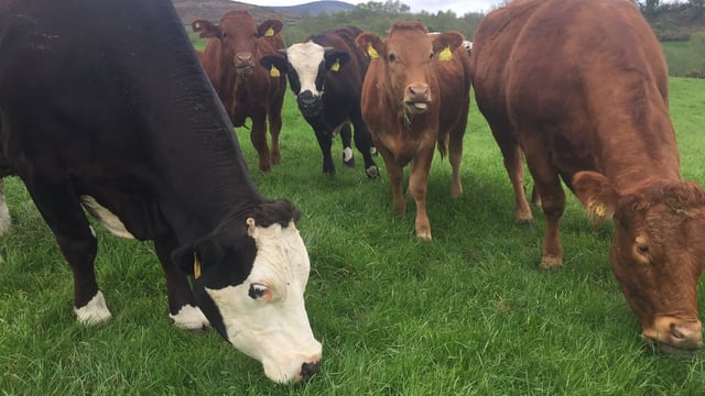 Fewer beef births on Irish farms