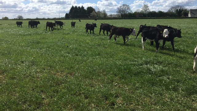 How one beef farmer tripled profits by focusing on grass