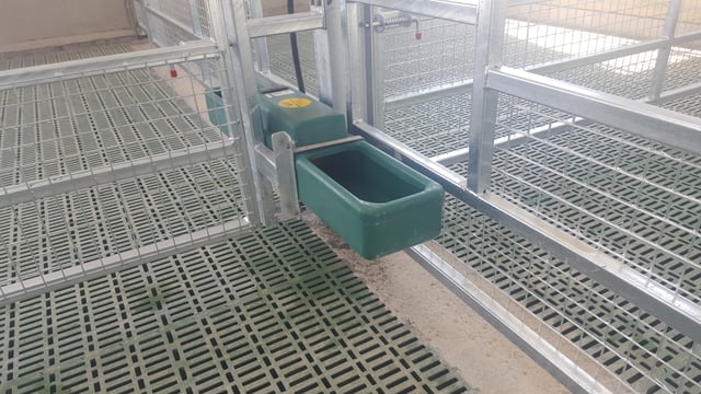 Calf health: Do your calves have enough access to water?