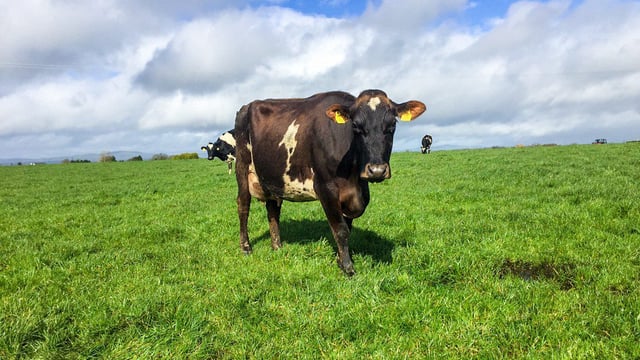 Daughter-proven bull selection sees LIC enjoy record year of growth