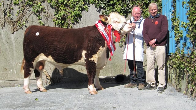 Pics: Buyers dig in deep at Hereford Show and Sale