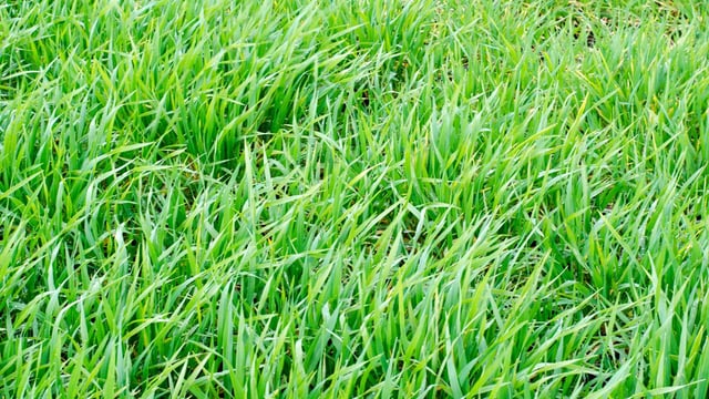 Tillage management: Identifying growth stages in your crops