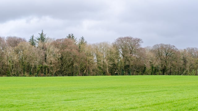 Ireland among world’s 'worst performers' for wildlife conservation