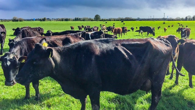 LIC appoints pasture to profit consultant in Tipperary