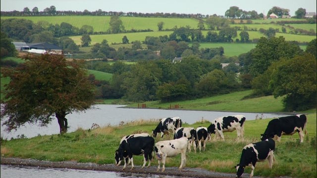 Cattle rustlers: Close to 30 cattle stolen in 2 separate incidents