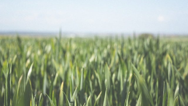 Minister urged to engage with grain growers over tillage decline