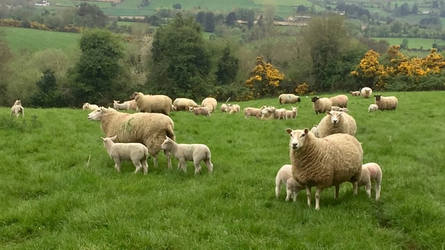 Farmers need to be vigilant amidst high incidents of blowfly strike