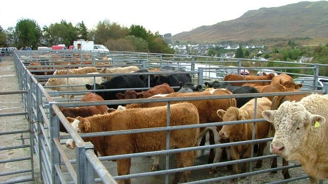 Strong trade recorded in marts across the country