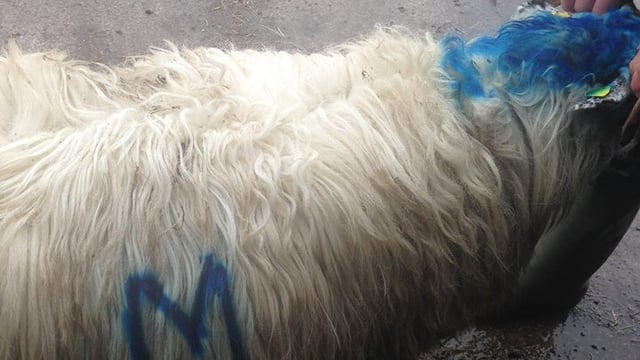 Pics: Farmer condemns 'dirty, low-down' theft of 26 hoggets