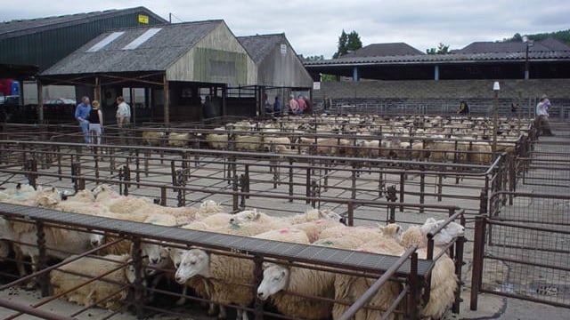 Mart report: Sheep numbers tight over Easter weekend