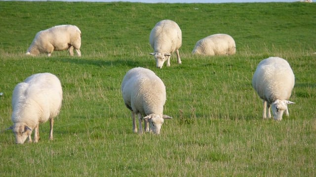 Sheep open day - 'best flocks are utilising most grass'