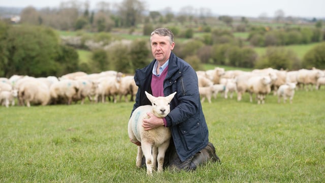 Supervalu predicts spring lamb sales in 2017 to equal €17m