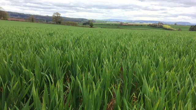 RCSI teams up with Syngenta on project to protect crops