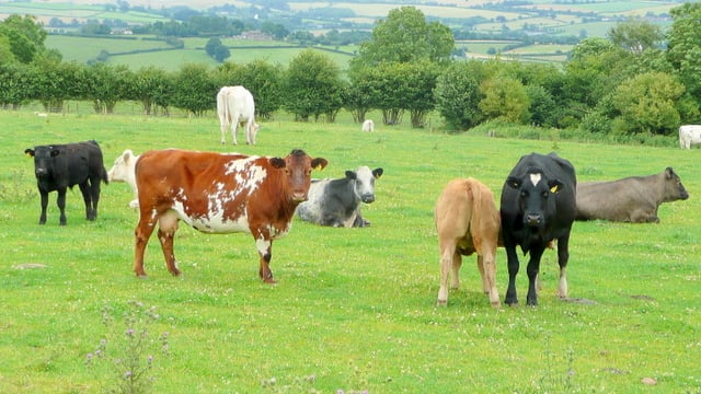 Beef training and research facilities are 'out of date'