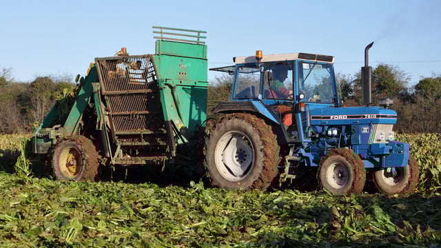 Tremendous potential to expand fodder beet output in Ireland